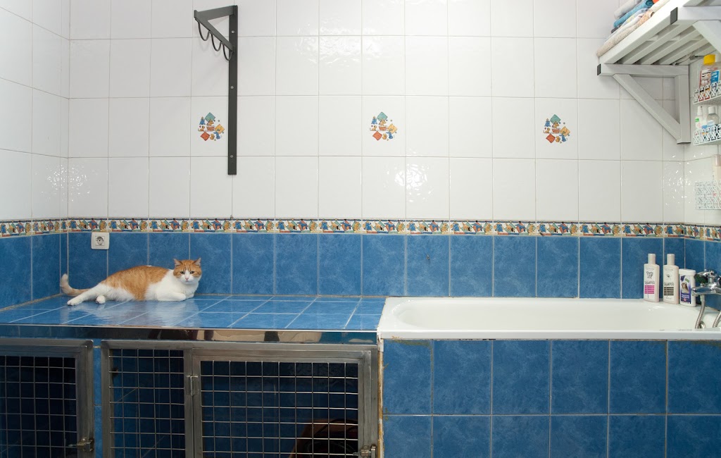 AmbulanVet Centro Veterinario El Ensanche — Gato