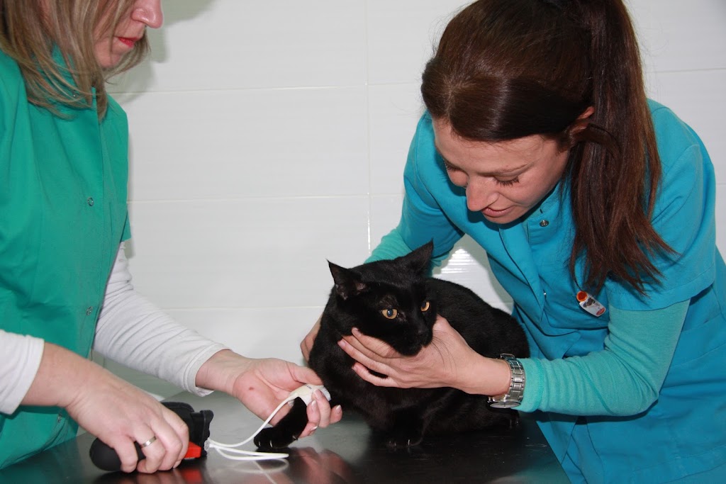 Clinica Veterinaria Raquel Guallart — Gato