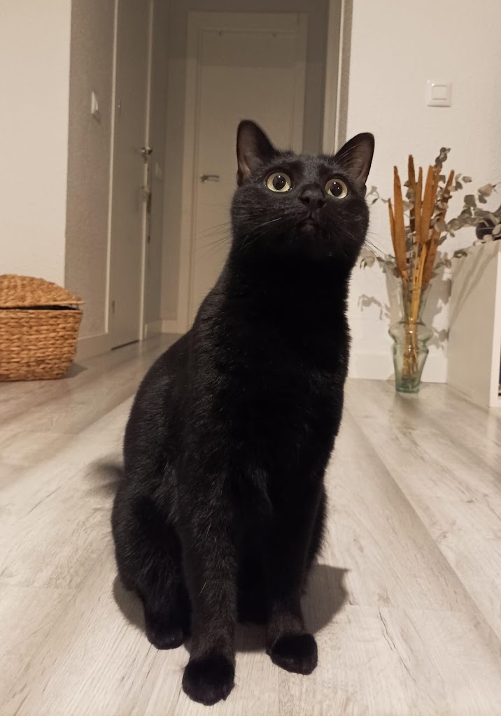 Huella Cat Consultorio Veterinario Santa Fe — Gato