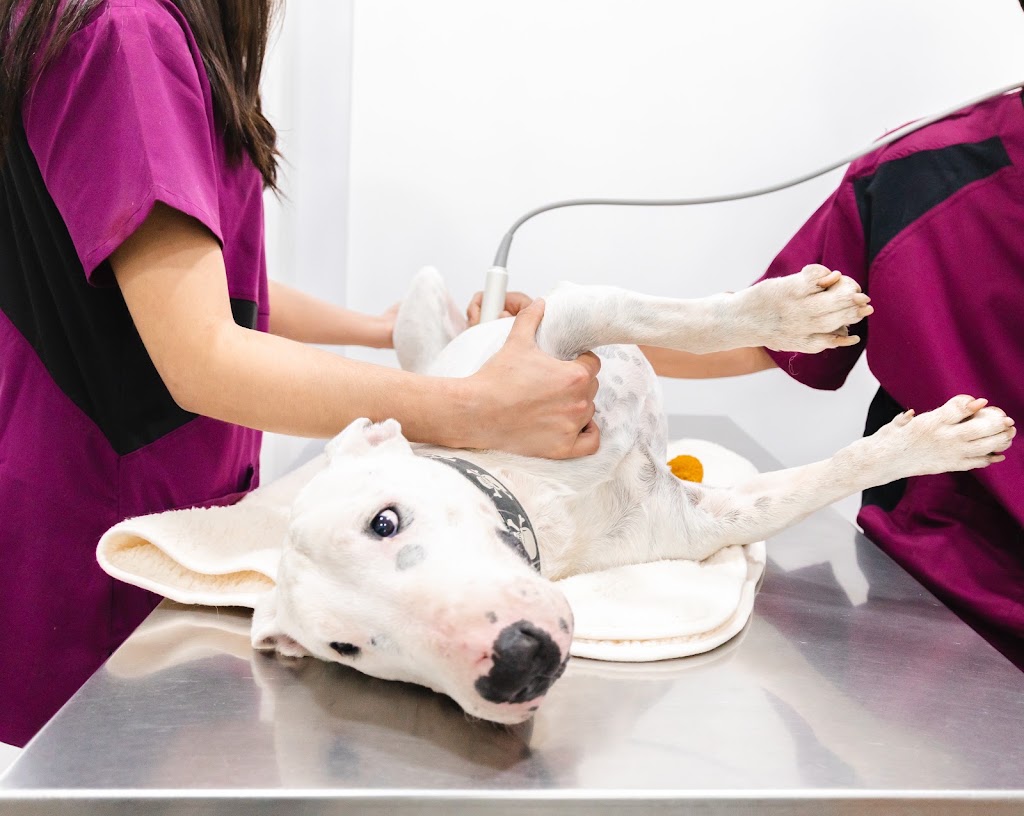 Clinica Veterinaria Montau — Del propietario