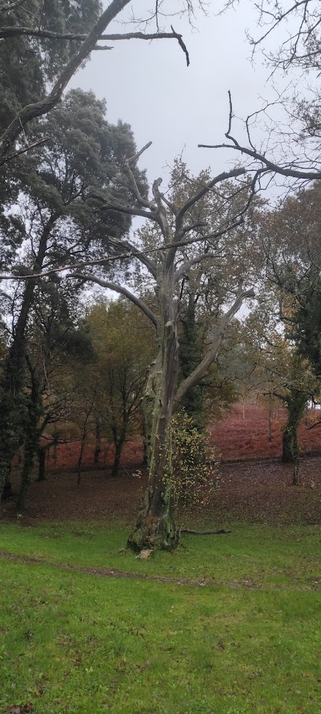 O Carballo das cen polas