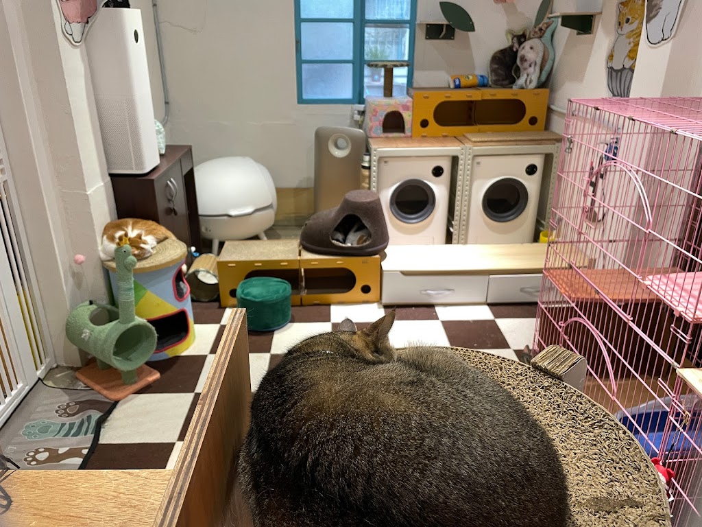 毛來了furry furry寵物餐廳/桃園寵物餐廳/馬祖新村園區/馬祖新村園區寵物餐廳/貓咪咖啡館/貓咪餐廳/中壢寵物餐廳/桃園寵物餐廳推薦/中壢寵物餐廳推薦/中壢餐廳/中壢餐廳推薦/中壢下午茶/客製化寵物鮮食蛋糕/寵物鮮食點心/寵物友善餐廳 的照片