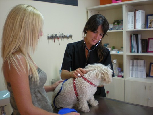 Clinica Veterinaria Como Reyes — Perro