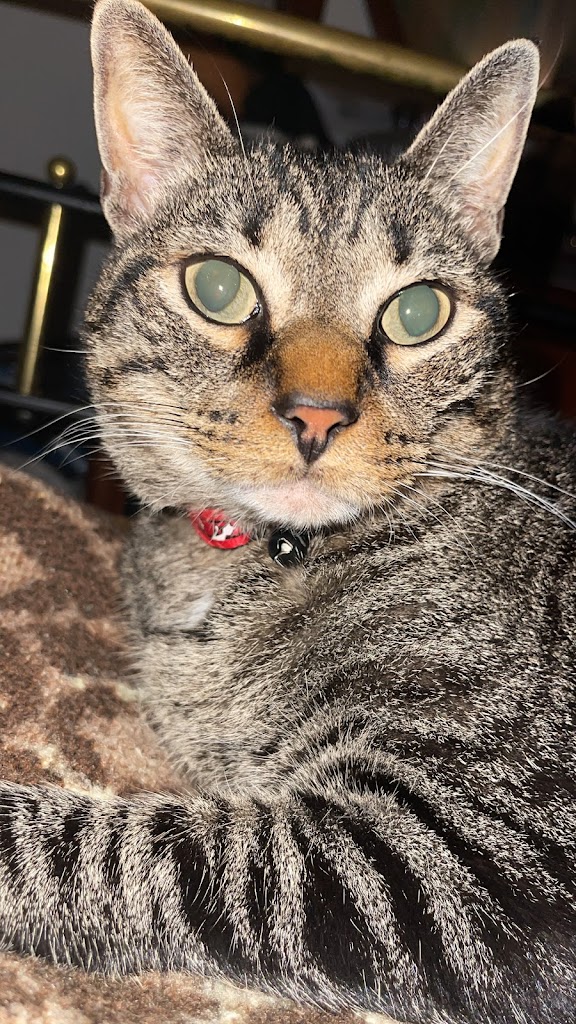 Clinica Veterinaria Real SL