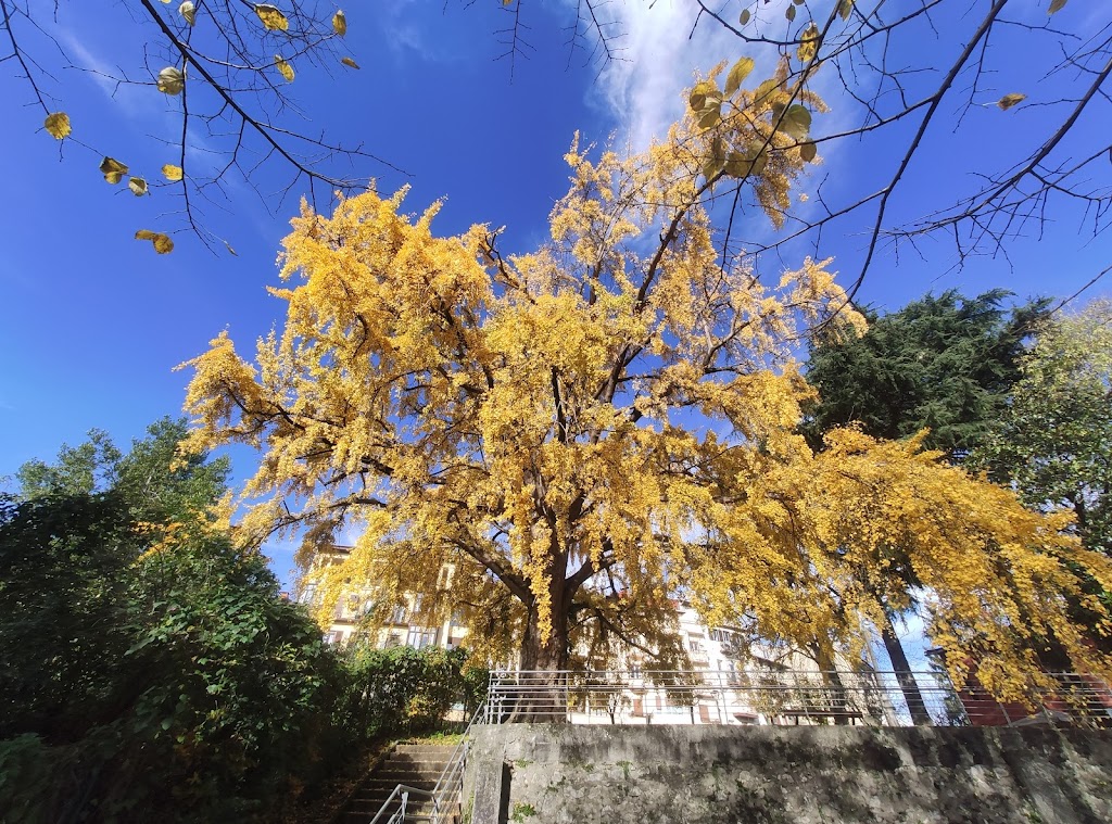 Hernaniko Ginkgo Biloba/Ginkgo Biloba de Hernani