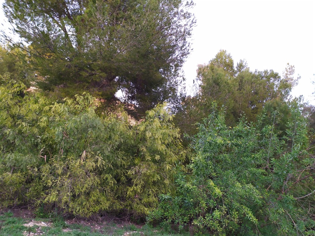 Paraje natural de la Rambla Salada