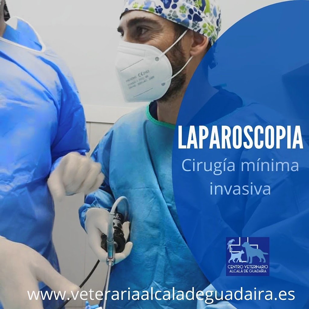 Centro Veterinario Alcala de Guadaira Guadavet — Del propietario