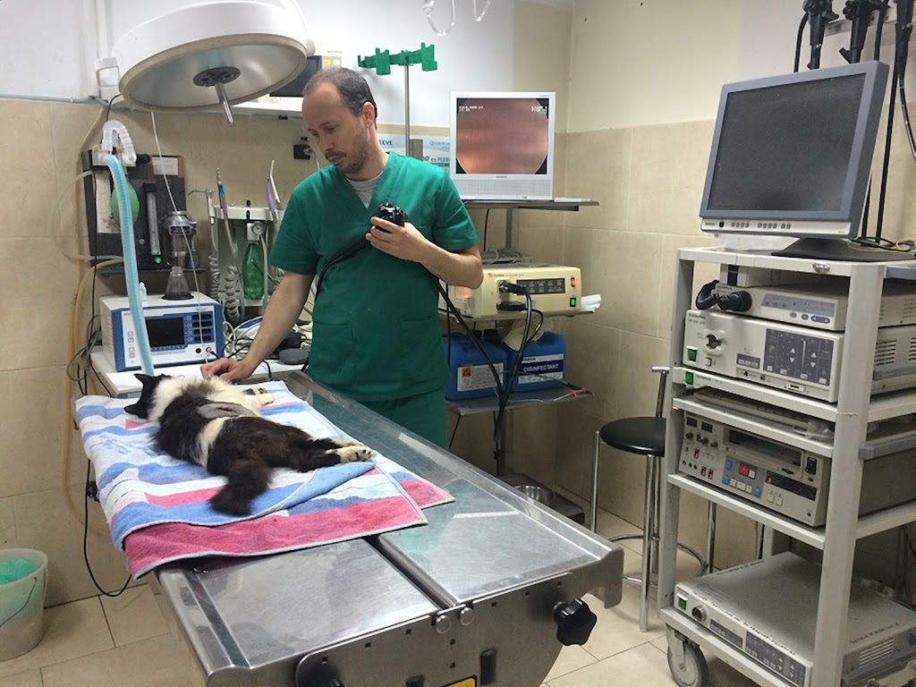 Clinica Veterinaria Del Sol | MiVet — Del propietario