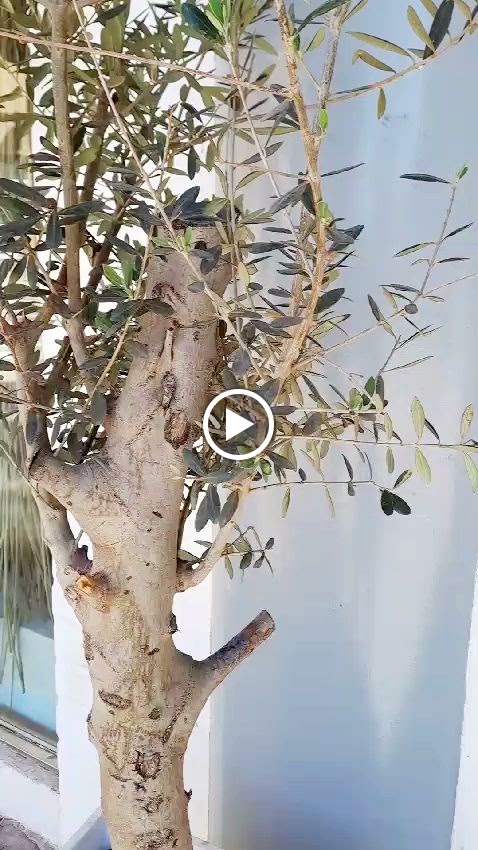 Peluqueria Origen Torrent Secretos del agua — Videos