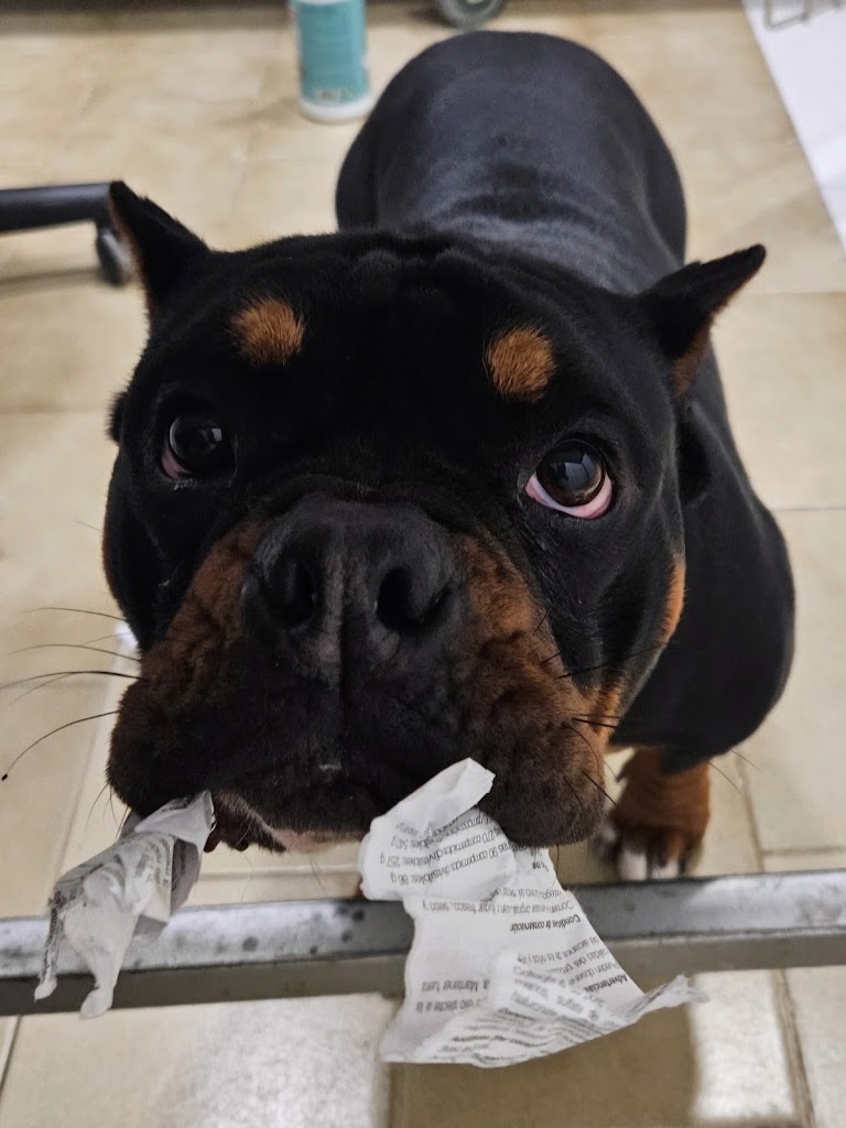 Centro Veterinario Mordiscos — Perro