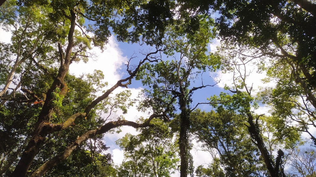 Honai (Creative Cabin)