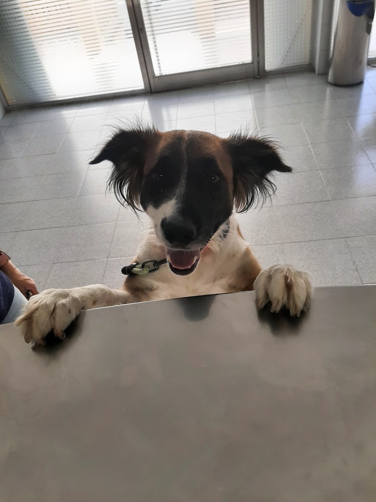 Clinica Veterinaria S'Arenal — Perro