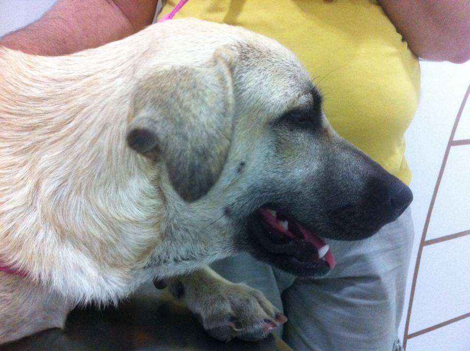 Climev Veterinarios — Del propietario