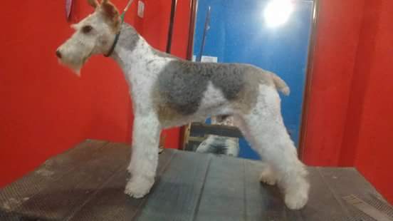 Perro