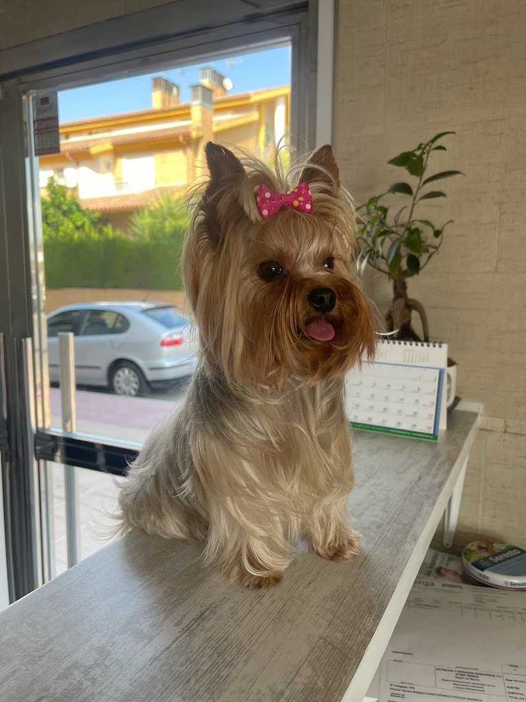 Perro