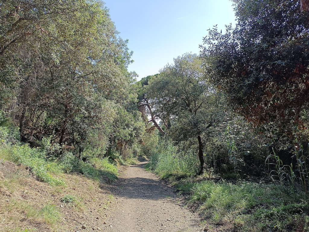 El Pino de la Espalda - El Pi de l'Esquena