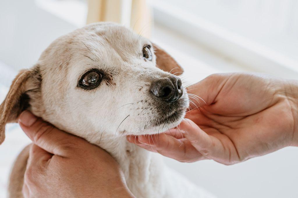 Centro Canino en El Viso del Alcor - La Familia de Jimena