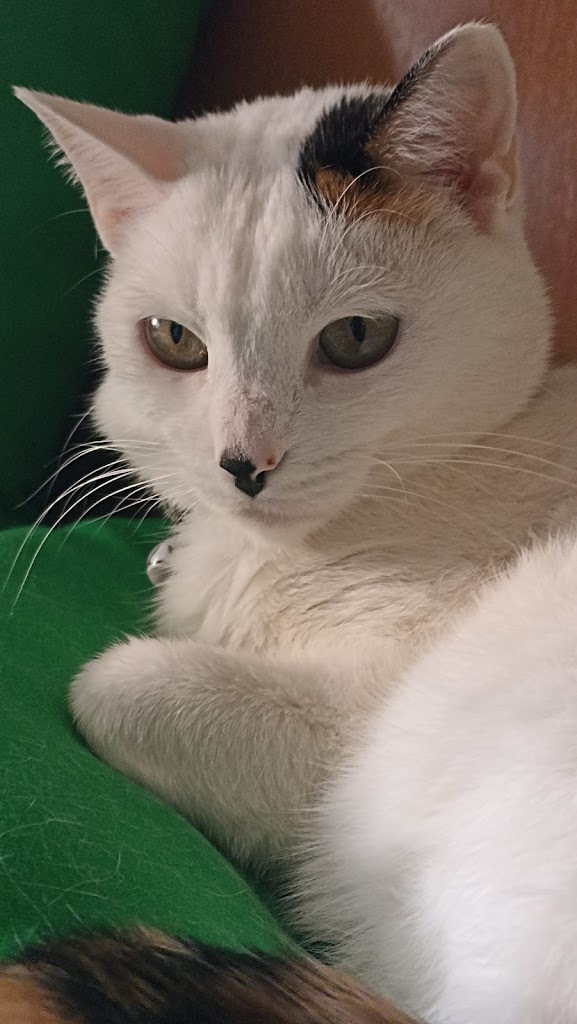 Clinica Veterinaria Getafe — Del propietario