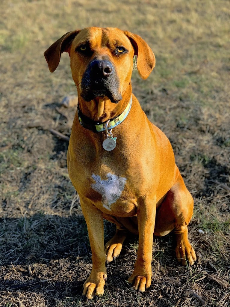 Perro