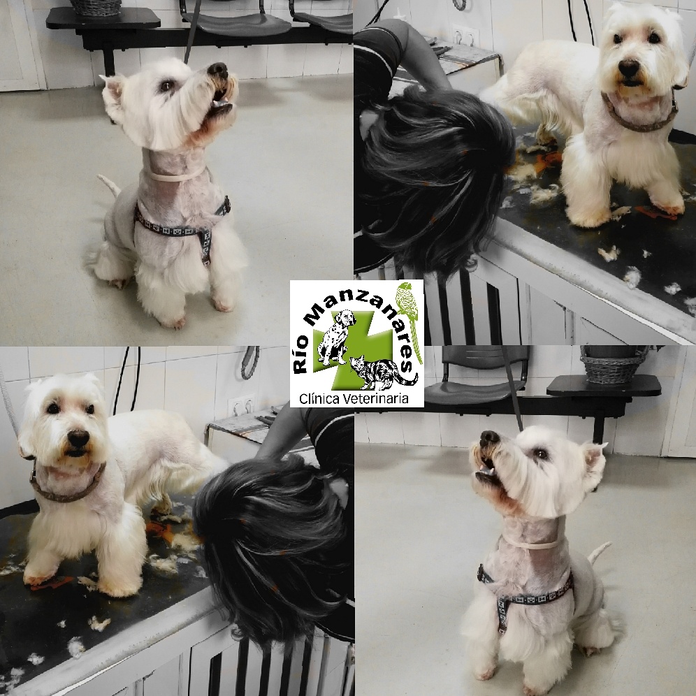 Clinica Veterinaria Rio Manzanares — Perro