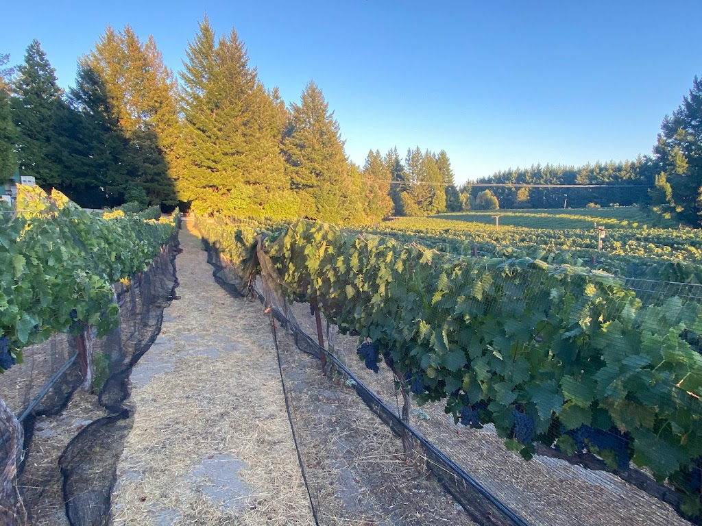 Vineyard