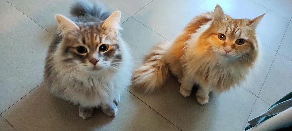 Etologo.es — Gato