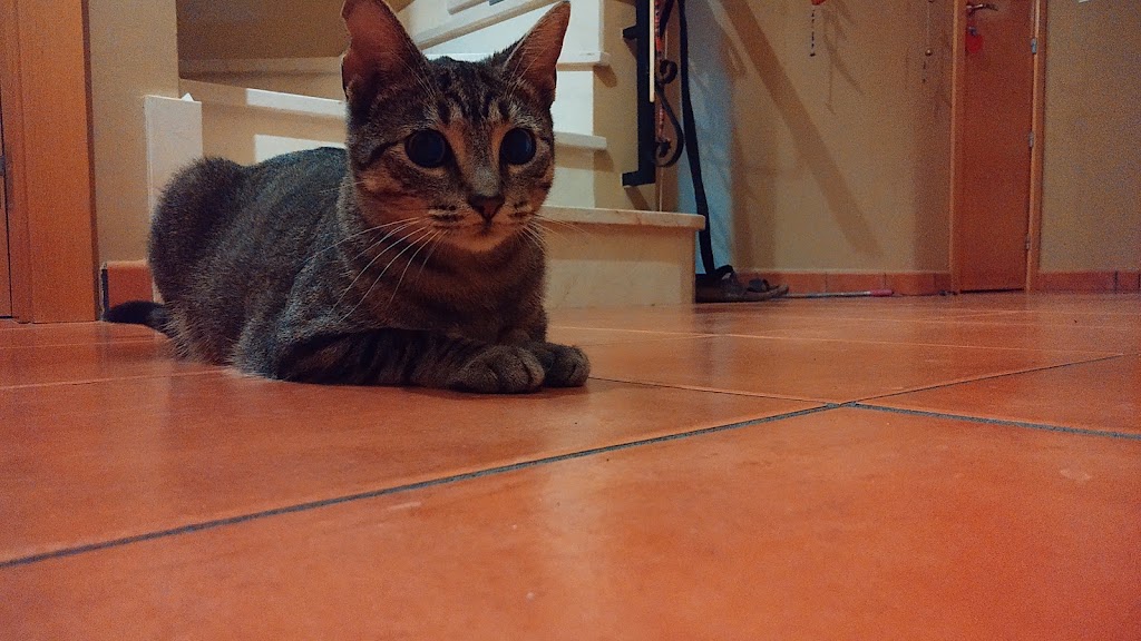 Clinica Veterinaria Kibu — Gato