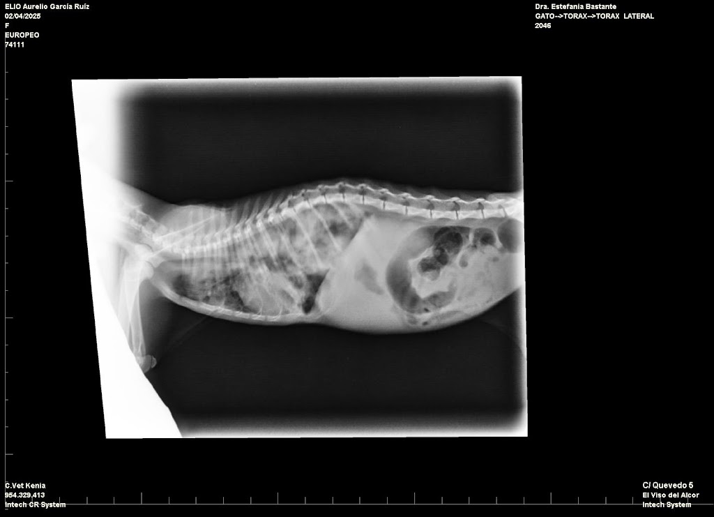 Centro Veterinario Kenia — Del propietario
