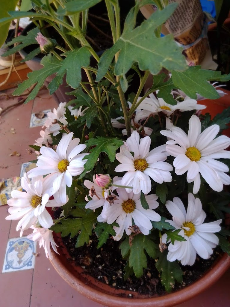 Los Arcos San Jose Hosteleria Y Servicios S L