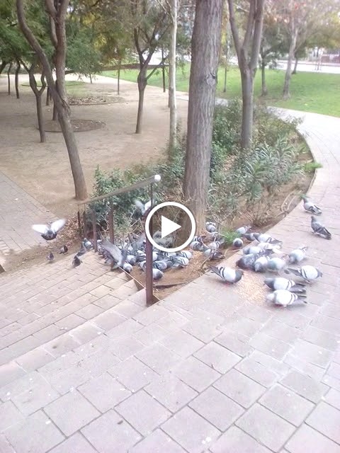 Auto Recambios Frankjo