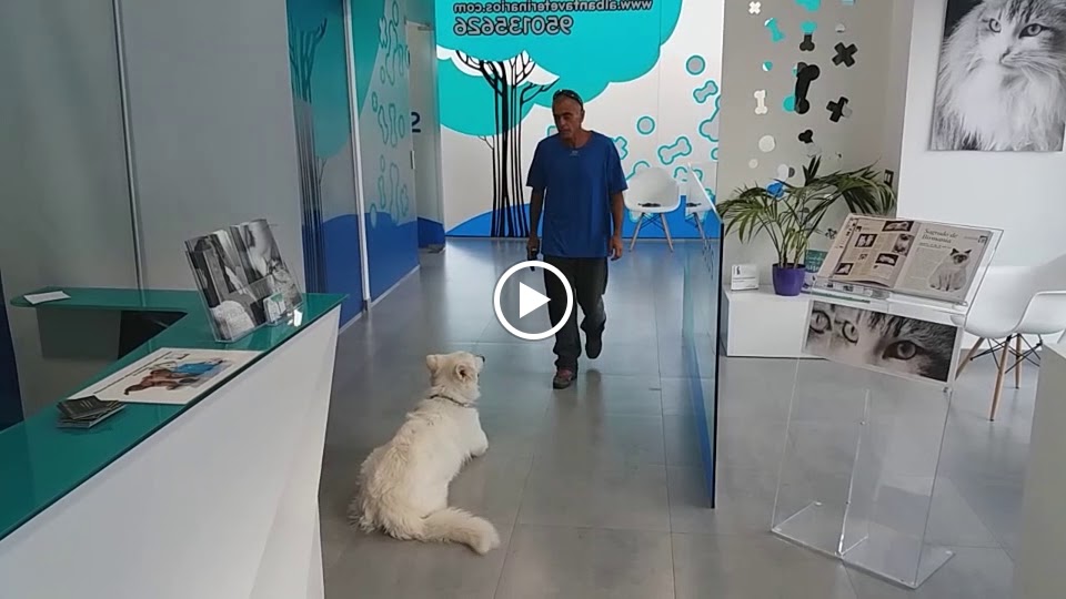 Albanta Veterinarios — Del propietario