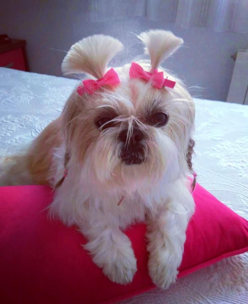 CLINICA VETERINARIA MANISES — Perro