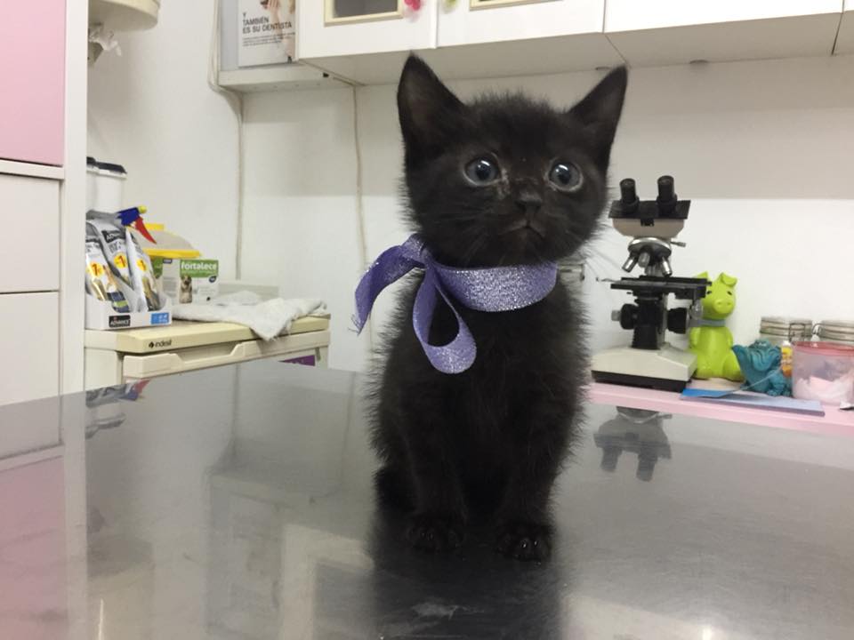 Centro Veterinario Vidanimal By Lua. — Del propietario