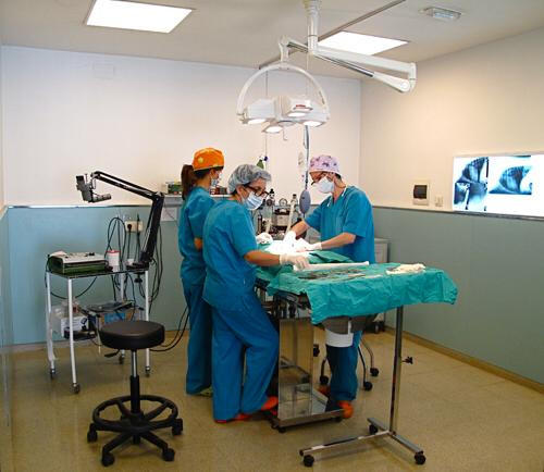 Vets Clinica Veterinaria — Del propietario