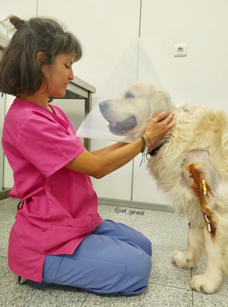 Clinica Veterinaria General de Barbera (Veterinario) — Del propietario