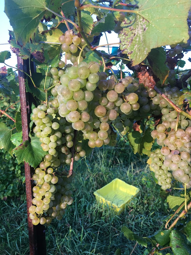 Vineyard