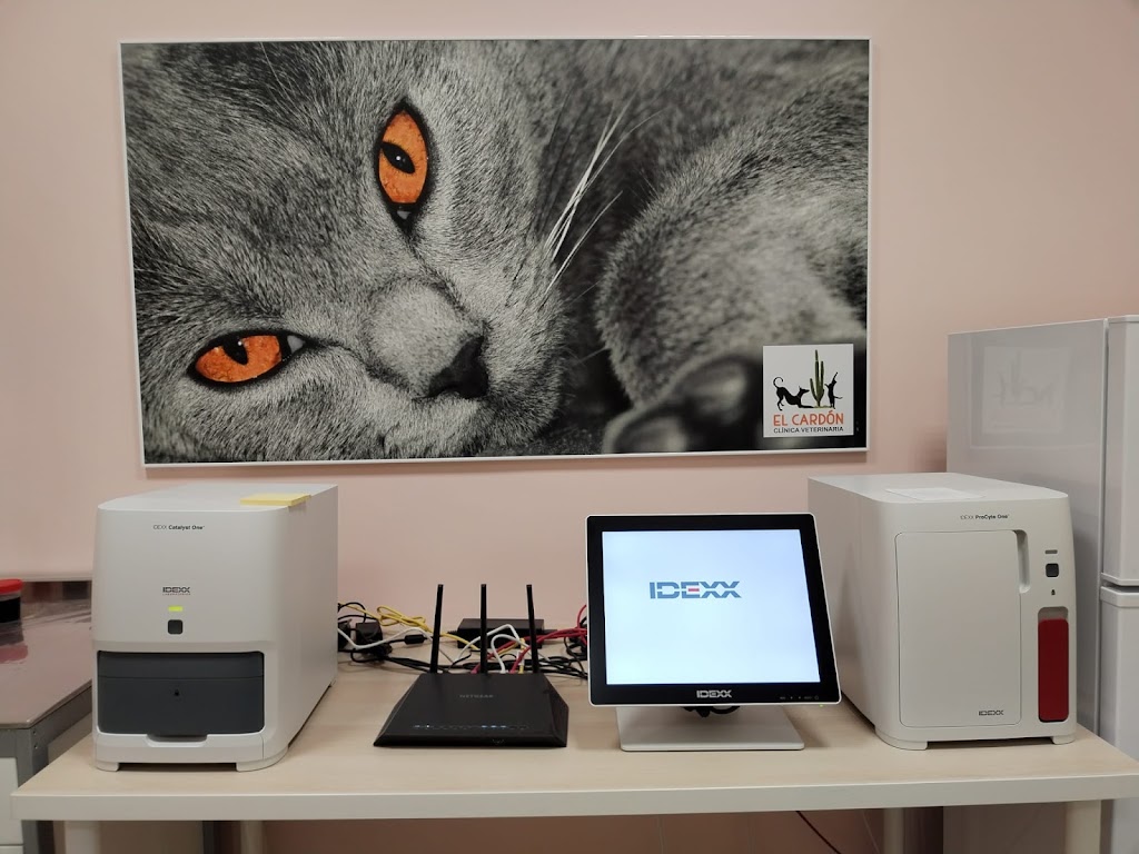 Clinica Veterinaria El Cardon — Gato