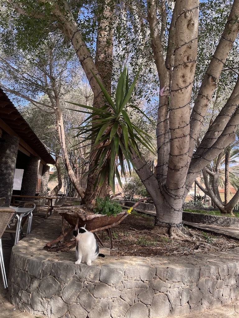 Cafeteria Guayarmina — Mas recientes