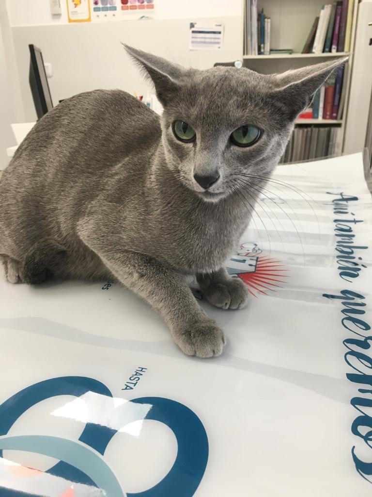 Clinica Veterinaria Roig — Gato