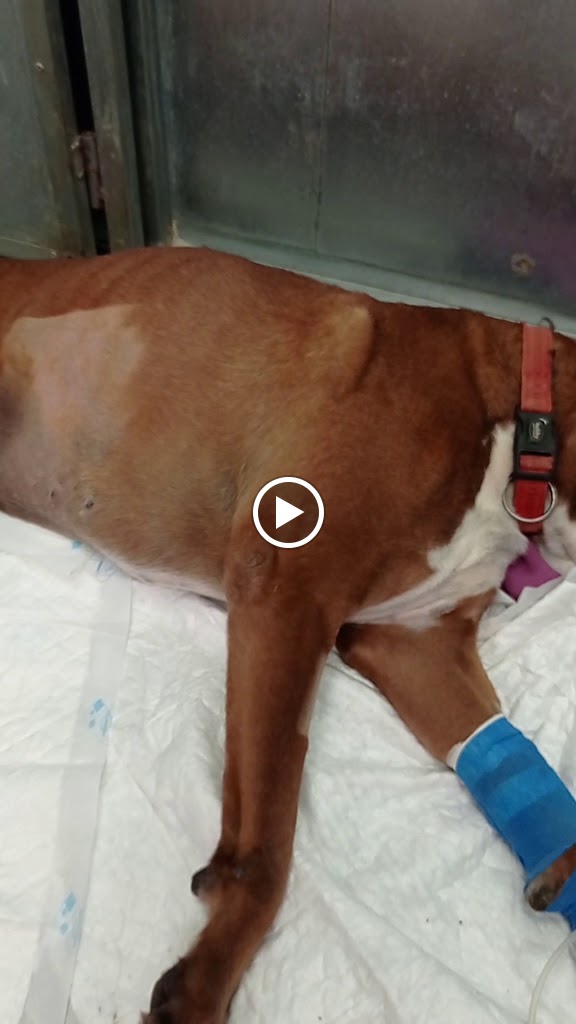 Hospital Veterinario Catarroja | MiVet — Videos