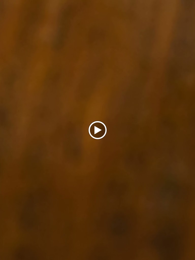 Bar Macario — Videos
