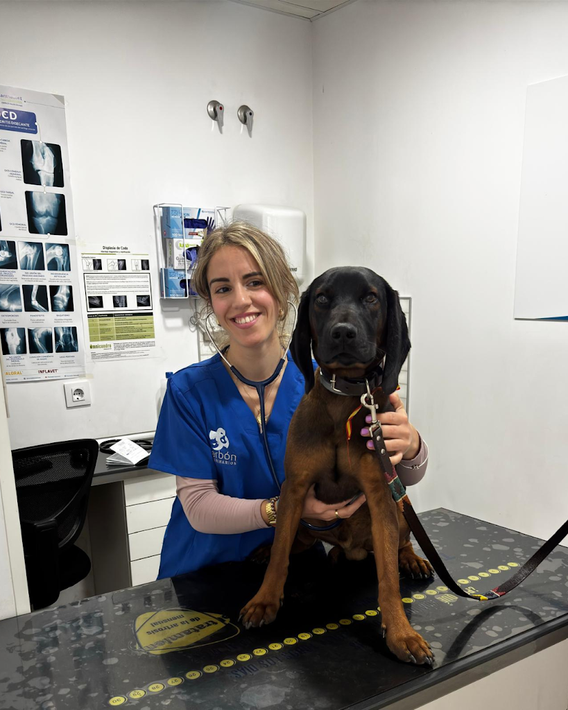 Darbon Veterinarios Moguer — Perro