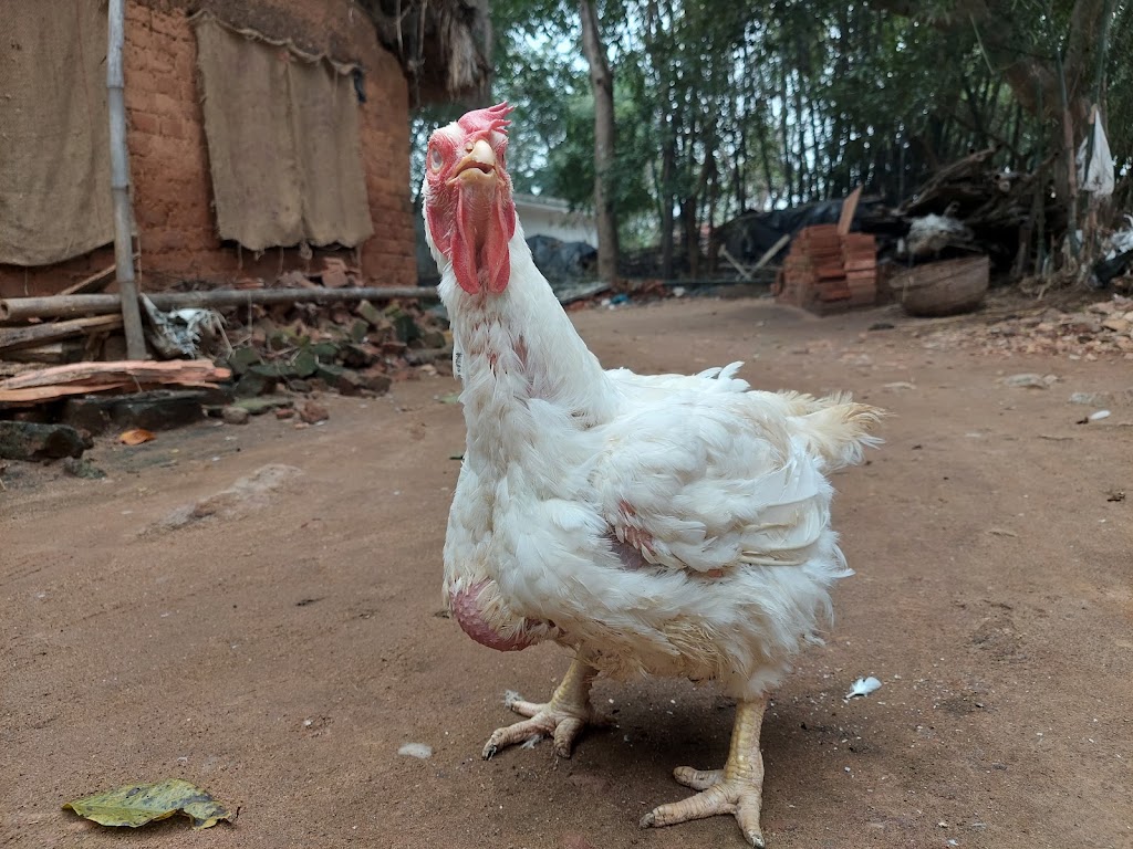 Swapan Broiler Centre