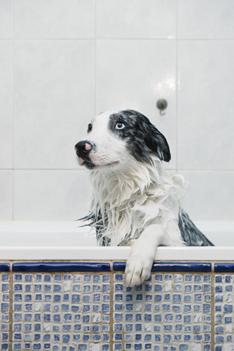 Centro Veterinario Zaragoza — Perro