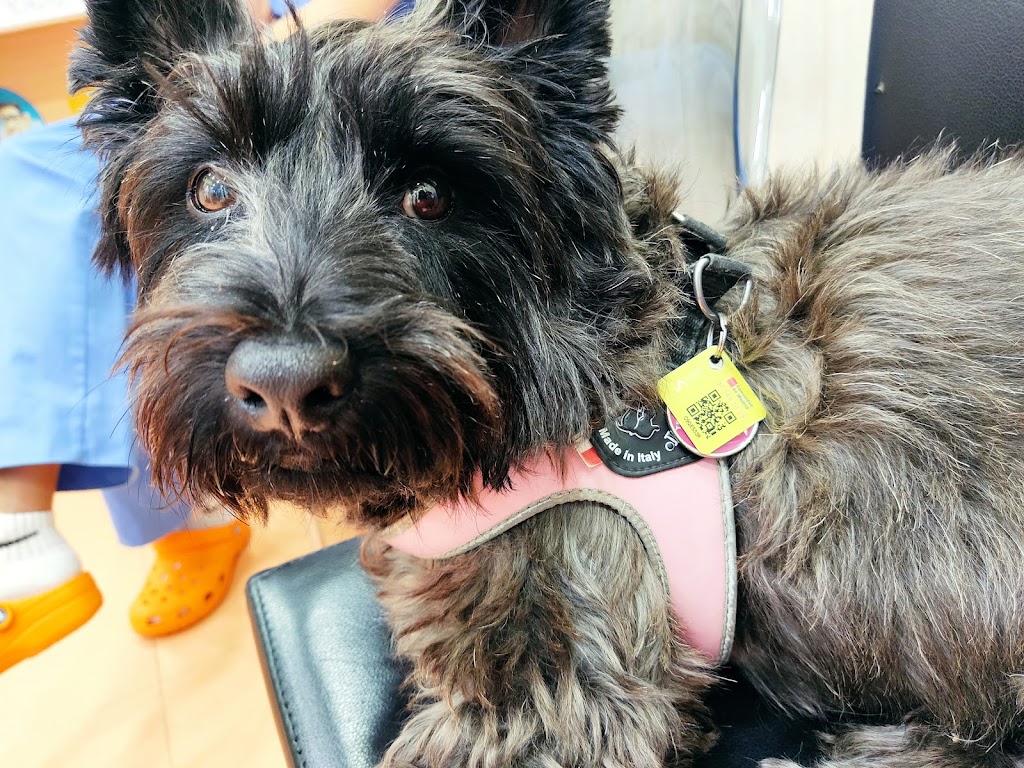 Clinica Veterinaria Silvican — Perro