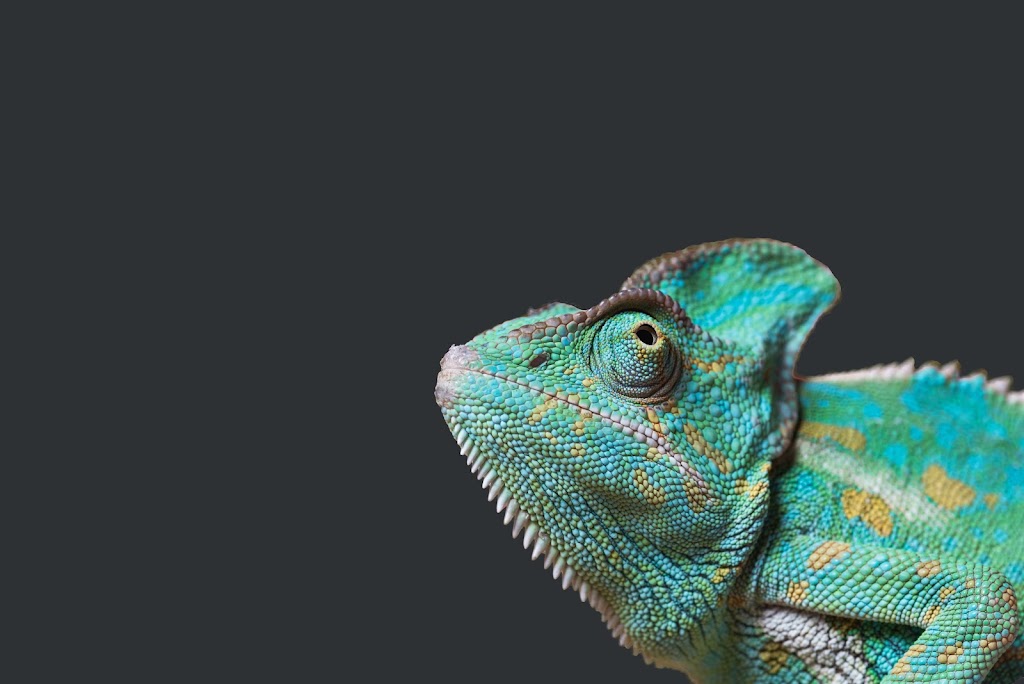 Clinica Veterinaria Exoticos Pluto