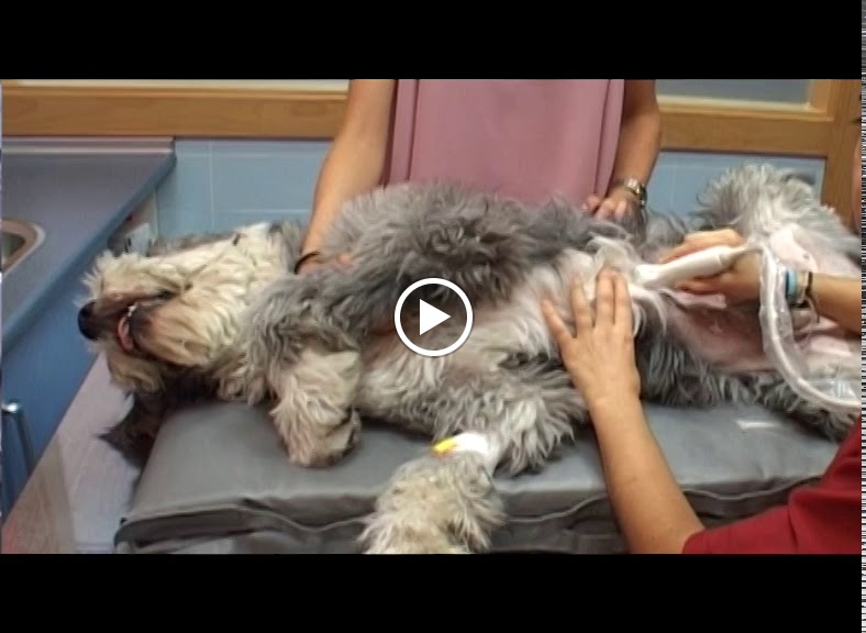 Clinica Veterinaria El Parque Talavera — Videos