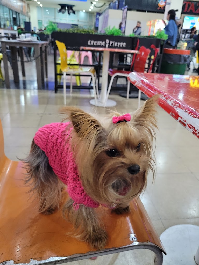Perro