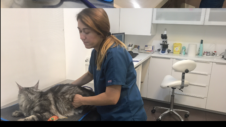 CENTRE VETERINARI LESSEPS