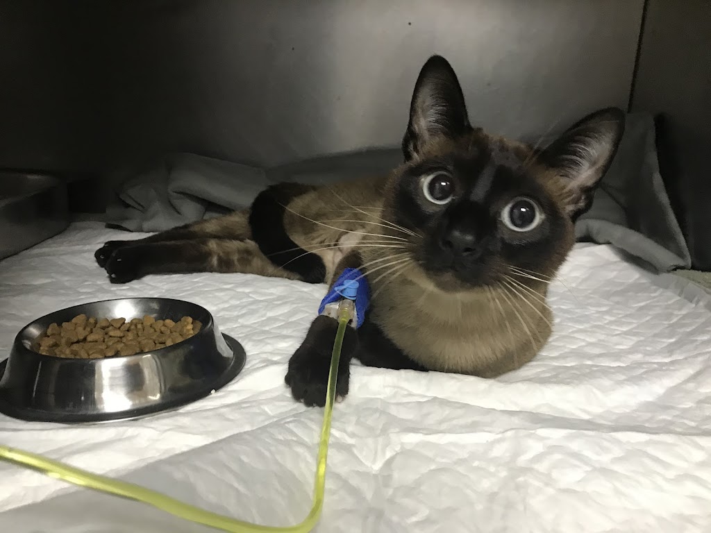 Gato
